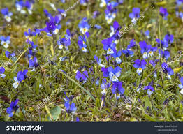 Attēlu rezultāti vaicājumam “Viola tricolor subsp. curtisii flower”