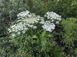 Attēlu rezultāti vaicājumam “Heracleum sosnowskyi leaf”
