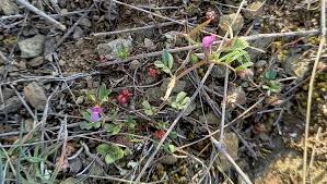 Attēlu rezultāti vaicājumam “Vicia lathyroides”