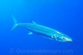 Image result for Acanthocybium solandri