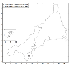 Attēlu rezultāti vaicājumam “Scorpidium cossonii”