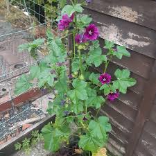 Image result for Malva sylvestris var. mauritiana