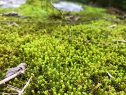 Attēlu rezultāti vaicājumam “Syntrichia virescens”