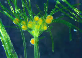 Attēlu rezultāti vaicājumam “Nitella sp.”