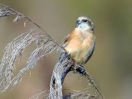 Attēlu rezultāti vaicājumam “Remiz pendulinus adult”