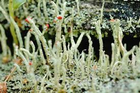 Attēlu rezultāti vaicājumam “Cladonia floerkeana”