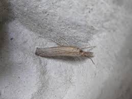 Attēlu rezultāti vaicājumam “Pediasia contaminella”