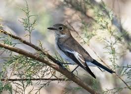 Attēlu rezultāti vaicājumam “Ficedula hypoleuca”