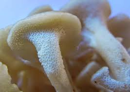 Attēlu rezultāti vaicājumam “Polyporus umbellatus”