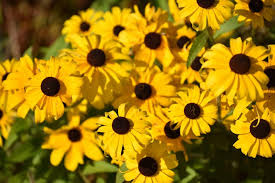 Attēlu rezultāti vaicājumam “Rudbeckia hirta var. pulcherrima”