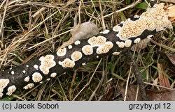 Attēlu rezultāti vaicājumam “Basidioradulum radula”