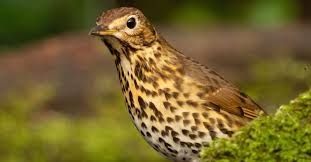 Attēlu rezultāti vaicājumam “Turdus philomelos juvenile”