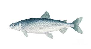 Image result for Coregonus artedi