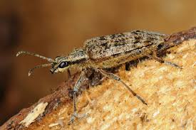 Attēlu rezultāti vaicājumam “Rhagium inquisitor”