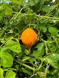 Attēlu rezultāti vaicājumam “Carlina biebersteinii fruit”