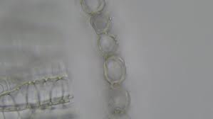 Attēlu rezultāti vaicājumam “Sphagnum fimbriatum”