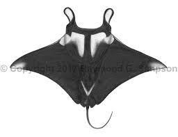 Image result for Mobula birostris