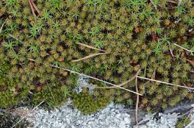 Attēlu rezultāti vaicājumam “Polytrichum juniperinum”