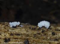 Attēlu rezultāti vaicājumam “Stemonitis marjana”