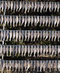 Image result for Alosa alosa