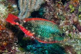 Image result for Sparisoma aurofrenatum