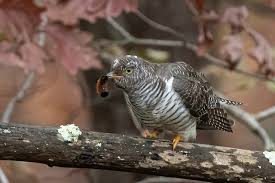 Attēlu rezultāti vaicājumam “Cuculus canorus juvenile”