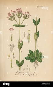 Attēlu rezultāti vaicājumam “Centaurium erythraea”