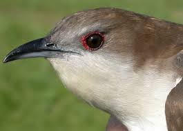 Image result for Coccyzus erythropthalmus