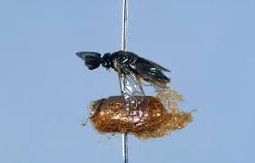 Attēlu rezultāti vaicājumam “Diprionidae cocoon”