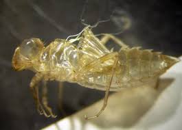 Attēlu rezultāti vaicājumam “Enteridium variabile macro”