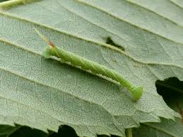 Attēlu rezultāti vaicājumam “Mimas tiliae”