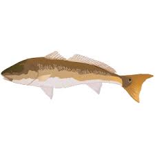 Image result for Sciaenops ocellatus