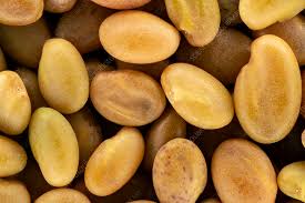 Attēlu rezultāti vaicājumam “Melilotus albus fruit”