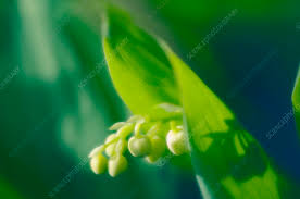 Attēlu rezultāti vaicājumam “Convallaria majalis bud”