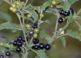 Attēlu rezultāti vaicājumam “Solanum nigrum”