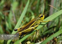 Attēlu rezultāti vaicājumam “Stethophyma grossum”