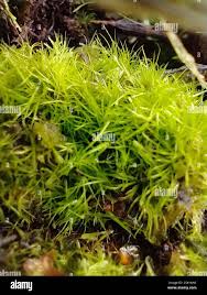 Attēlu rezultāti vaicājumam “Campylopus pyriformis”