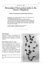 Attēlu rezultāti vaicājumam “Chara polyacantha”