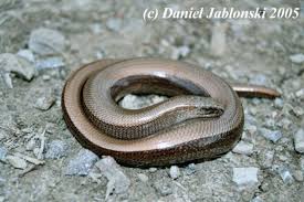 Attēlu rezultāti vaicājumam “Anguis fragilis adult”