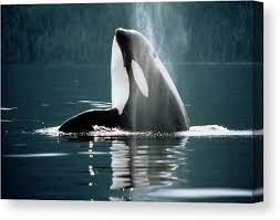 Image result for Orcinus orca