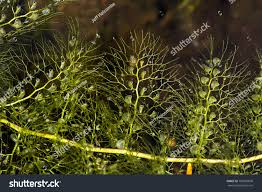 Attēlu rezultāti vaicājumam “Utricularia vulgaris”