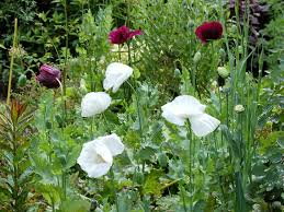 Attēlu rezultāti vaicājumam “Papaver somniferum flower”