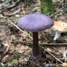 Attēlu rezultāti vaicājumam “Diderma montanum var. album”