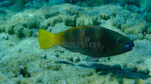 Image result for Scarus ferrugineus