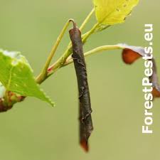 Attēlu rezultāti vaicājumam “Thecabius affinis”