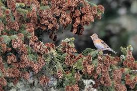 Attēlu rezultāti vaicājumam “Fringilla montifringilla female”