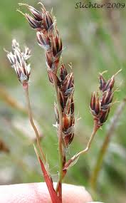 Attēlu rezultāti vaicājumam “Luzula campestris fruit”