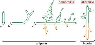 Attēlu rezultāti vaicājumam “sporophyte”