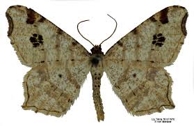 Attēlu rezultāti vaicājumam “Macaria notata”