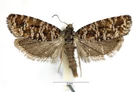 Attēlu rezultāti vaicājumam “Rhyacionia pinicolana”